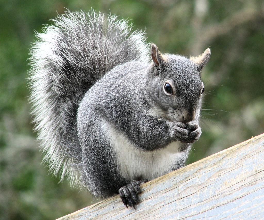 grey squirrel